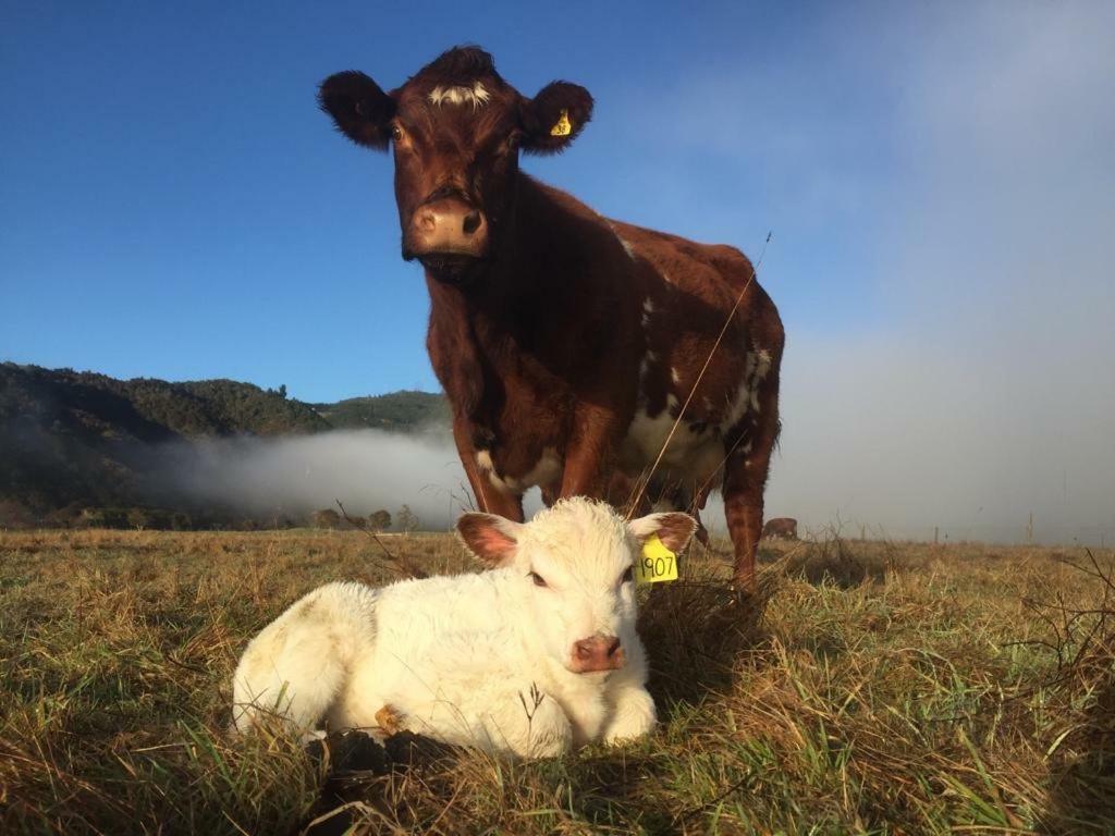 Mohaka River Farm Te Haroto Eksteriør billede